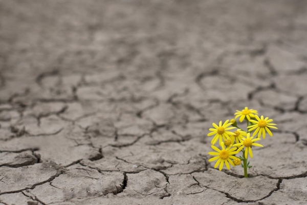 O Novo Mundo Exige Resiliência