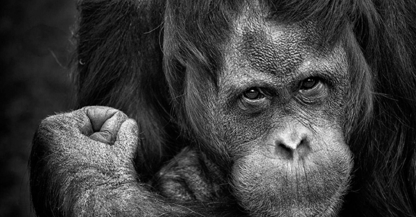 A medicina do Chipanzé