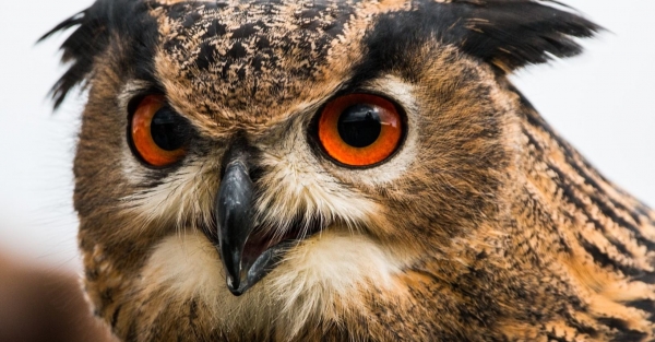 A Consciência: A Voz Silenciosa da Eternidade